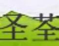 圣荃紅茶包