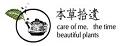 本草拾遗水仙茶