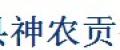 神农贡鱼腥草茶